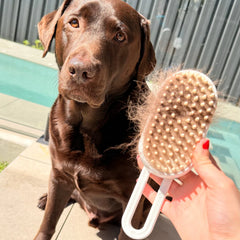 Sheddy™ Steam Grooming Brush for Dogs & Cats