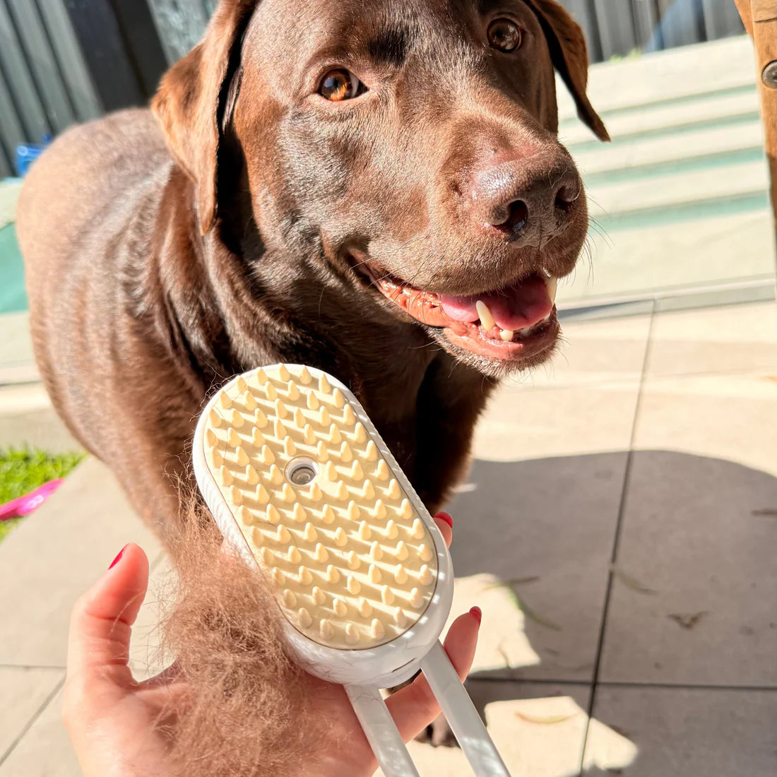 Sheddy™ Steam Grooming Brush for Dogs & Cats
